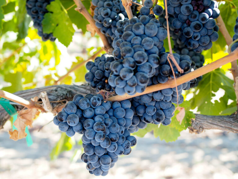 Visiting Lodi Wine Country: Best Wineries, Where to Eat & Where to Stay